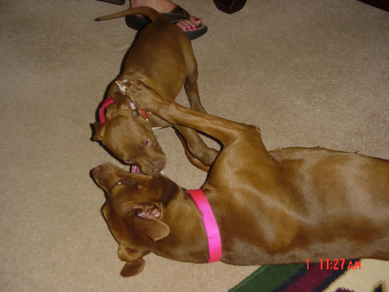hollyjacksonandesraaustraliaparty027.jpg