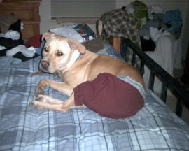 jasminesdoginundies.jpg